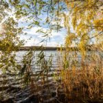 Gegenlichtaufnahme des Berggeistsees durch Schilf und Herbstlaub