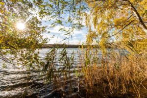 Gegenlichtaufnahme des Berggeistsees durch Schilf und Herbstlaub