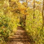 Herbstlicher Waldweg am Berggeistsee