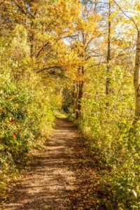 Herbstlicher Waldweg am Berggeistsee